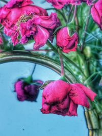Close-up of pink roses on plant