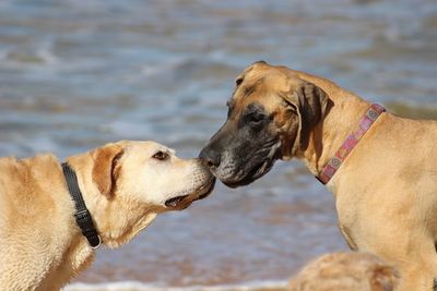 View of a dog in water