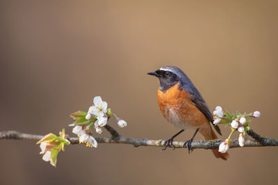 Close-up of bird perching on twig