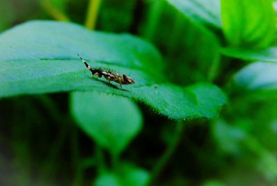 Close-up of insect on leaf