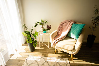 Potted plant on chair at home