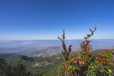 Scenic view of landscape against clear blue sky