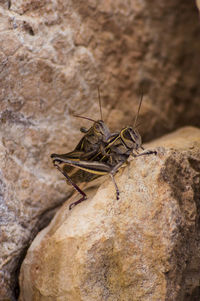 Close-up of lizard on rock