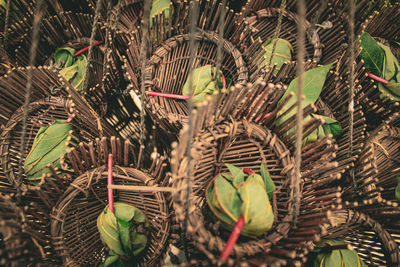 Close-up of plants in basket