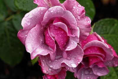 Close-up of water drops on pink rose