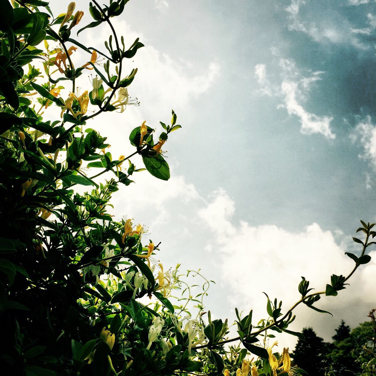 low angle view, tree, sky, growth, branch, leaf, nature, cloud - sky, green color, beauty in nature, cloud, tranquility, day, outdoors, cloudy, no people, plant, sunlight, scenics, growing