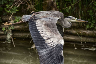 Close-up of gray heron in lake