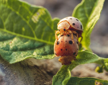 Close-up of insect on plant
