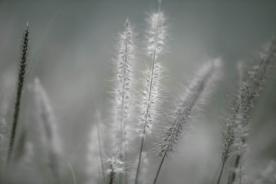 Close-up of stalks against blurred background