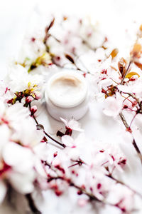 Close-up of cherry blossom