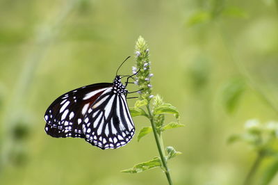Close-up of butterfly perching on plant