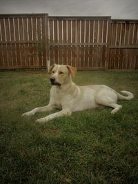 Dog on grass