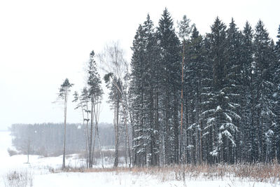 Pine trees on snow covered field against sky