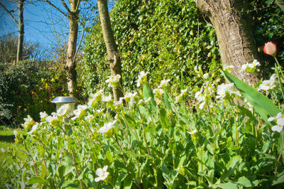 Low angle view of flower trees on field against sky