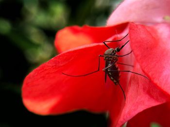 Close-up of insect on red flower