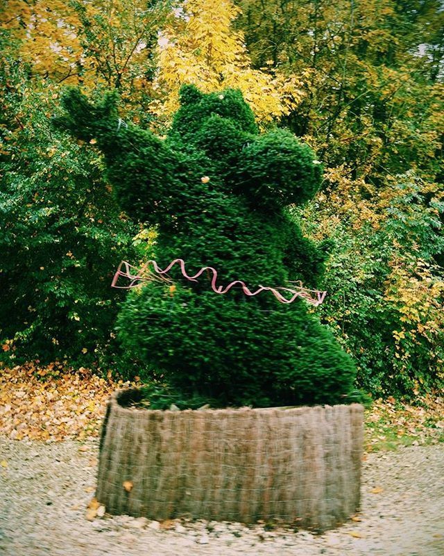 growth, tree, green color, plant, nature, tranquility, outdoors, day, beauty in nature, no people, sunlight, wall - building feature, stone wall, tree trunk, green, lush foliage, growing, moss, field, forest