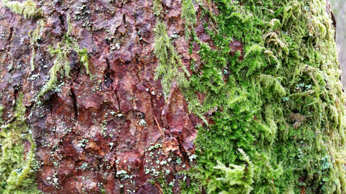 Full frame shot of tree trunk