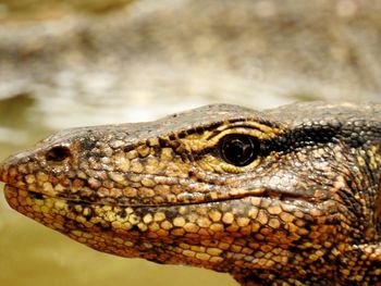 Close-up of lizard