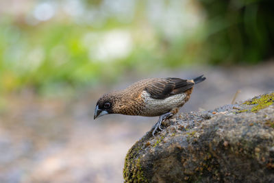 Close-up of bird perching on rock