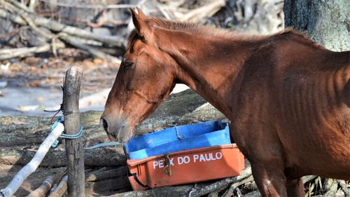 Close-up of horse