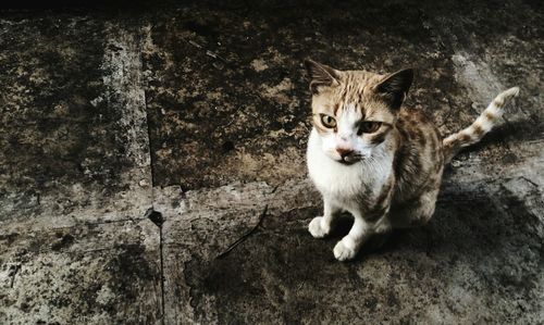 Cat standing in field