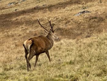 Deer standing on field