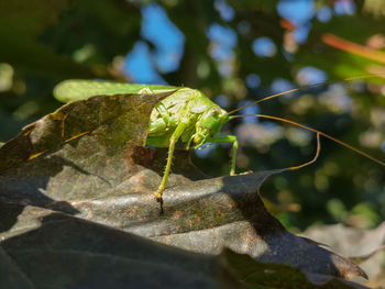 Close-up of insect on leaf