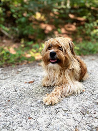 Portrait of a dog on the road