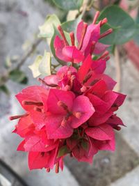 Close-up of red flower