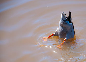 High angle view of bird diving into water