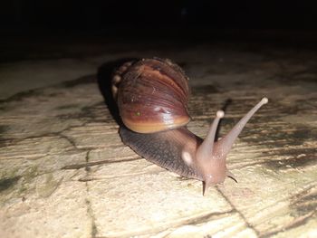 Close-up of snail