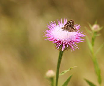 Close-up of bee pollinating on pink flower