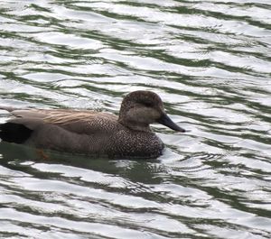 Side view of duck swimming in lake