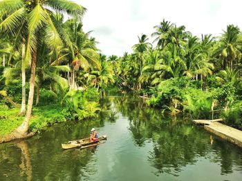 Scenic view of palm trees by river