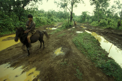 Dog on dirt road amidst trees