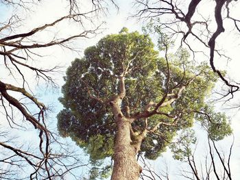 Low angle view of bare tree against sky