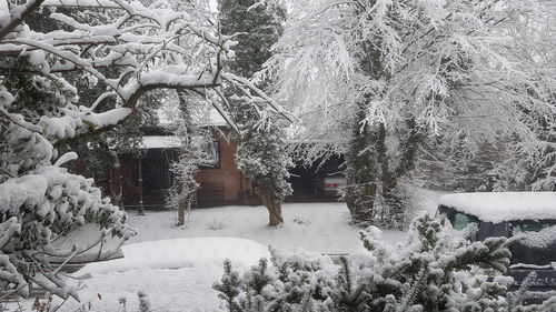 Frozen trees during winter