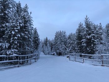 Trees on snow covered field against sky