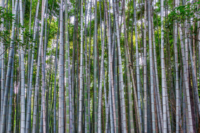 Full frame shot of bamboo trees in forest