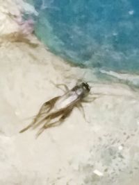 Close-up of lizard on beach