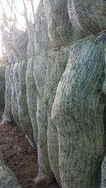 Close-up of tree trunk