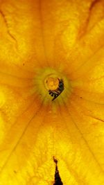 Extreme close-up of insect on yellow flower