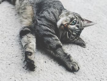 Portrait of cat lying down