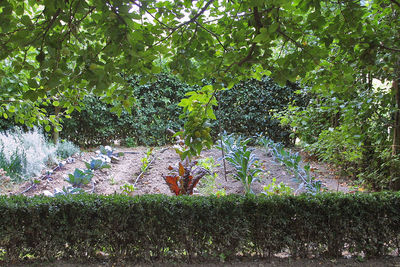 Plants and trees by water