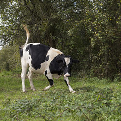 Cows in a field