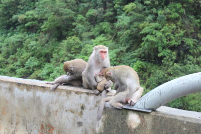 Monkey sitting on tree