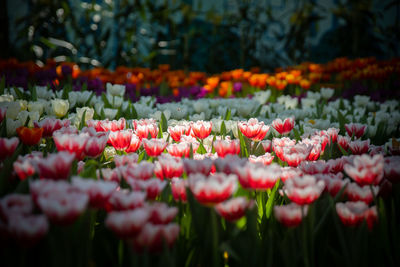 Close-up of red tulip flowers on land