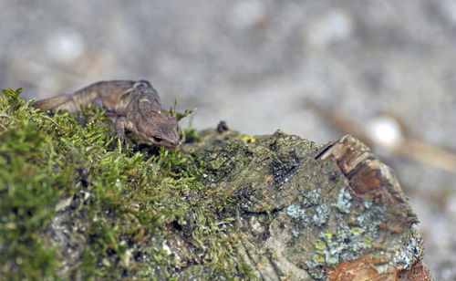 Close-up of lizard on rock
