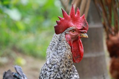 Close-up of rooster