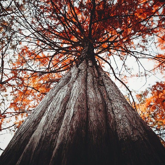 tree, tree trunk, branch, low angle view, autumn, growth, change, nature, leaf, orange color, outdoors, wood - material, day, season, no people, tranquility, beauty in nature, sky, close-up, built structure